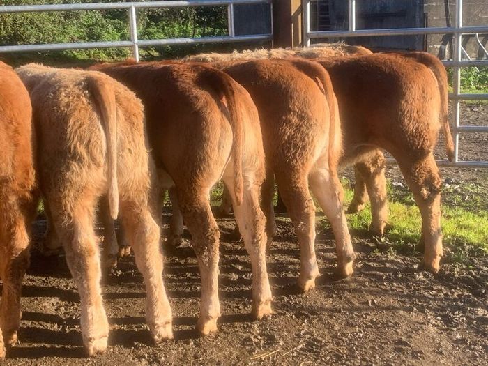 20 u grade charlaois and limousine heifers