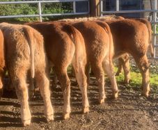 20 u grade charlaois and limousine heifers