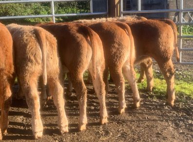20 u grade charlaois and limousine heifers