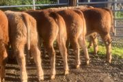 20, 320kg u grade charlaois and limousine heifers