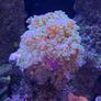 marine  corals Image 2