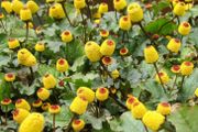 (P) Purpurea Toothache Plant seeds 0.1g (210718)