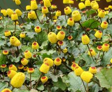(P) Purpurea Toothache Plant seeds 0.1g (210718)