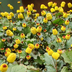 (P) Purpurea Toothache Plant seeds 0.1g (210718)
