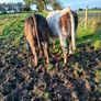 Livestock Image 2