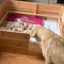 Whelping Box Image 3