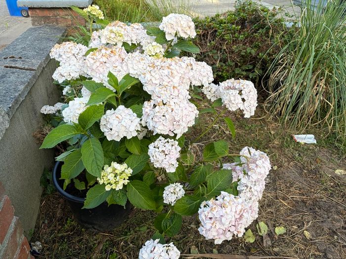 large white mophead hydrangea in 30L pot