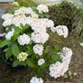 large white mophead hydrangea in 30L pot Image 2