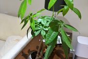Money Tree