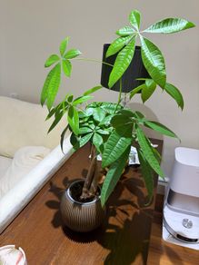 Money Tree