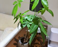 Money Tree