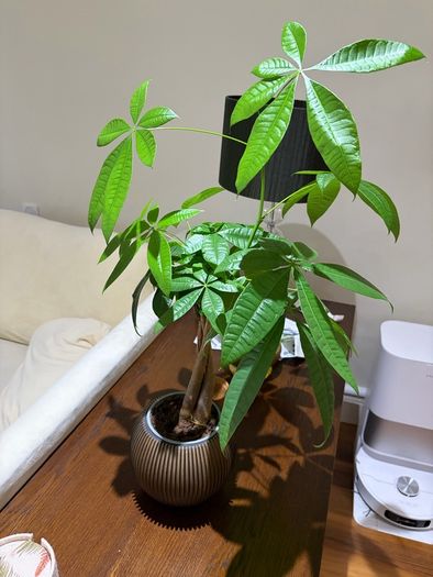 Money Tree