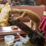 Vintage Taxidermy Stoat Image 4