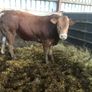 Bulls Image 3