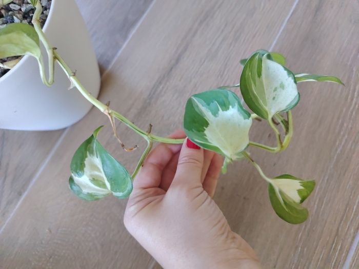 Manjula Pothos (Epipremnum aureum 'Manjula')