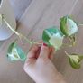Manjula Pothos (Epipremnum aureum 'Manjula') Image 2