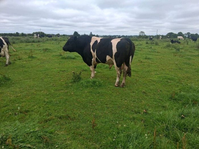 A pedigree British Friesan Bull