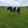 A pedigree British Friesan Bull Image 3