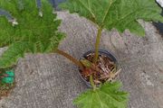 Gunnera manicata giant Rhubarb