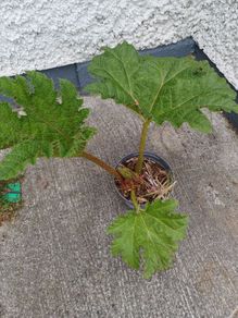 Gunnera manicata giant Rhubarb