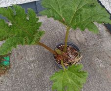 Gunnera manicata giant Rhubarb