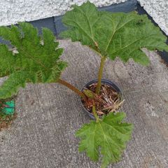 Gunnera manicata giant Rhubarb