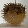 Vintage puffer fish Image 2