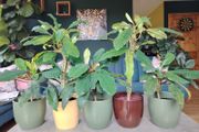 The Madagascar Jewel Seeds and Plants