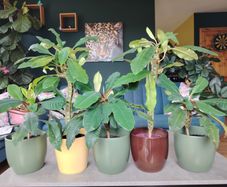 The Madagascar Jewel Seeds and Plants