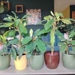 The Madagascar Jewel Seeds and Plants