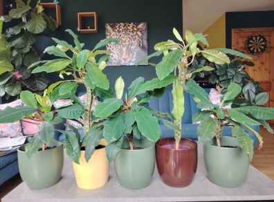 The Madagascar Jewel Seeds and Plants