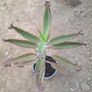 Mother of thousands Image 2