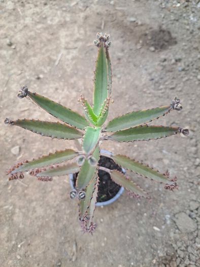 Mother of thousands