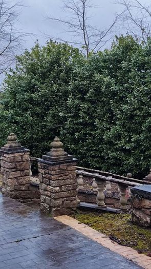 Cherry Laurel in 3 litre pot 3ft 5 euro