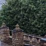 Cherry Laurel Hedging 3ft in 3 litre pot 5 euro Image 5