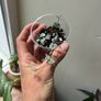 String of Hearts (Variegated) Image 4