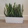 sansevieria Laurentii planter Image 3