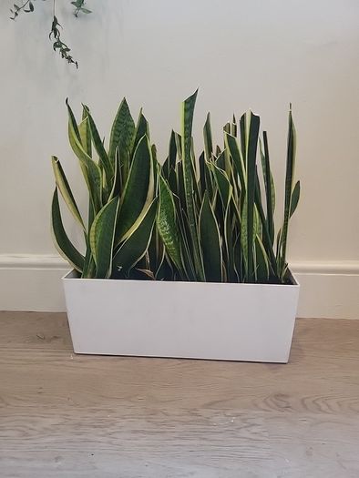 sansevieria Laurentii planter