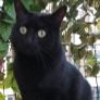 Beautiful 5-Year-Old Black Cat for Adoption Image 2
