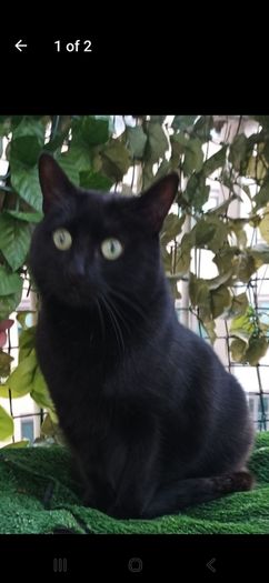 Beautiful 5-Year-Old Black Cat for Adoption