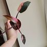 Philodendron Pink Princess Plant Image 2