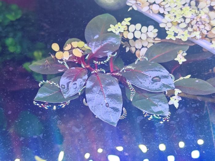 Ludwigia