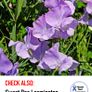 (S) Sweet Pea Dolly Varden seeds 1g Image 7