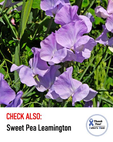 (S) Sweet Pea Blue Ripple seeds 1g (601462)