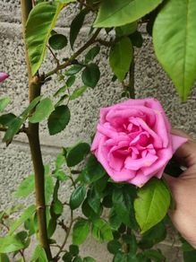 Climbing Rose