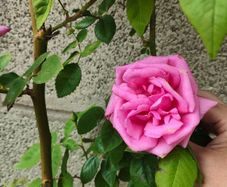 Climbing Rose