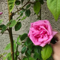Climbing Rose