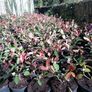 Red Robin Hedging Image 4