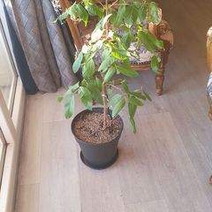 Guava tree