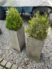 Plant pots (including plants)